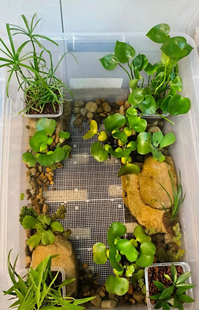 家庭养花用生根粉