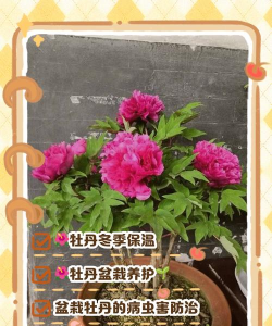 冬季如何种植盆栽牡丹
