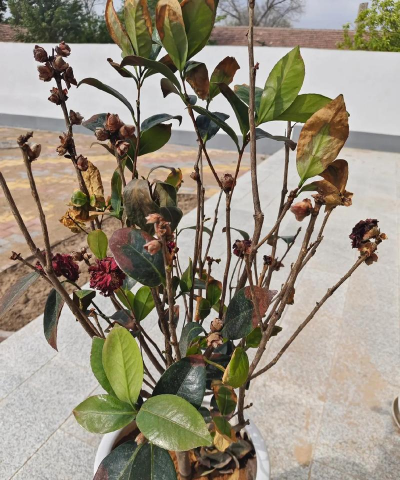 家庭养花用生根粉