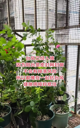 台风天养花防护措施