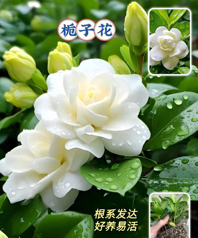 家庭养花用生根粉