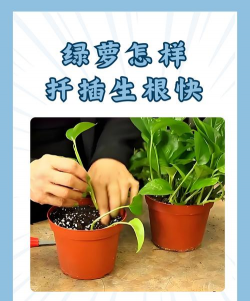 家庭养花用生根粉