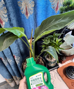 家庭养花用生根粉