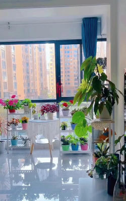 家庭养花用生根粉