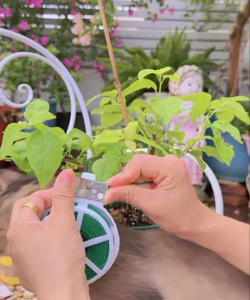 家庭养花用生根粉