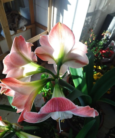 家庭养花用生根粉