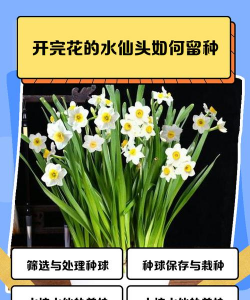 水仙头怎么栽