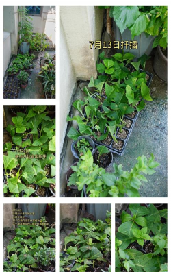 家庭养花用生根粉