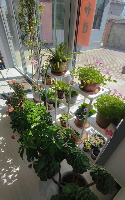 家庭养花用生根粉