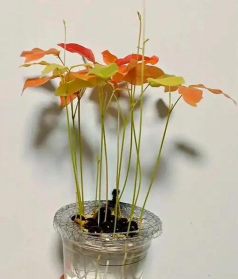 家庭养花用生根粉