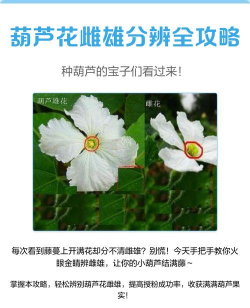 养花分雌性雄性吗