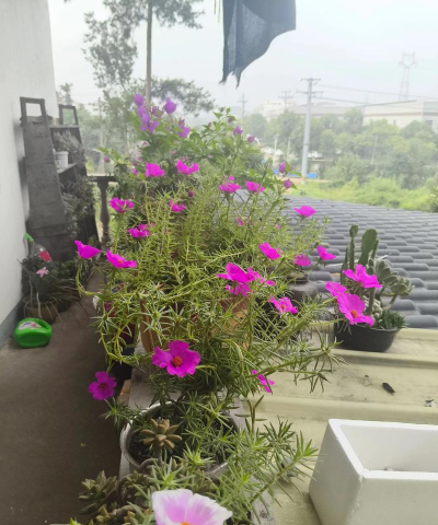 家庭养花用生根粉