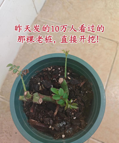 家庭养花用生根粉