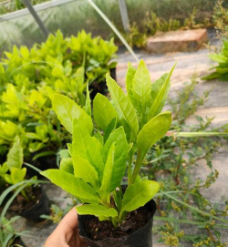 叶酸可以养花草吗