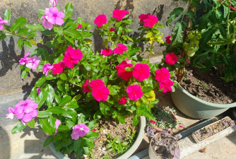 家庭养花用生根粉