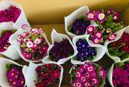 家庭养花用生根粉