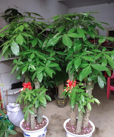 家庭养花用生根粉