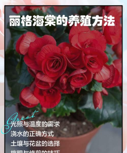 红梯子养花推荐理由