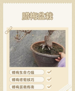 冬天怎么保养花盆