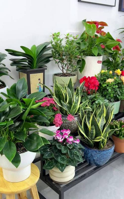 芍药花怎么养，掌握关键要点，花开更鲜艳