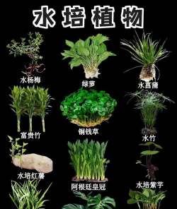 水池养花推荐哪种水草