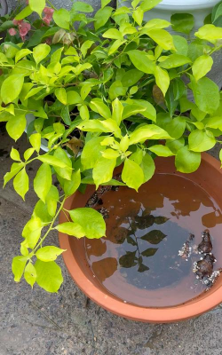 家庭养花用生根粉