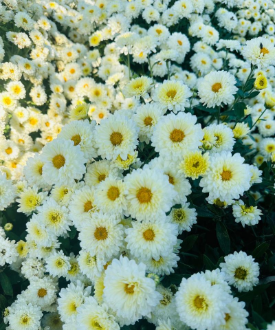 杭白菊是什么花