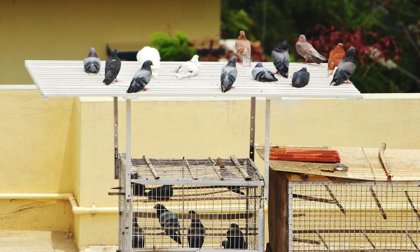 绿化景观设计，提升环境品质，创造宜人空间