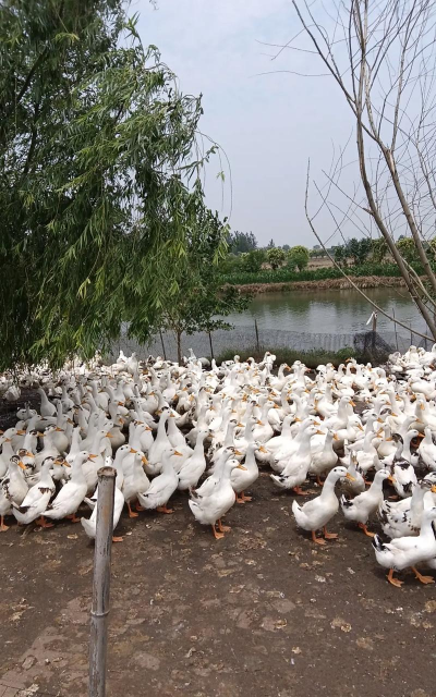 绿化景观设计，提升环境品质，创造宜人空间