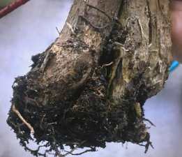 绿化景观设计，提升环境品质，创造宜人空间