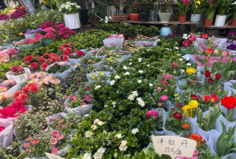 家庭养花用生根粉