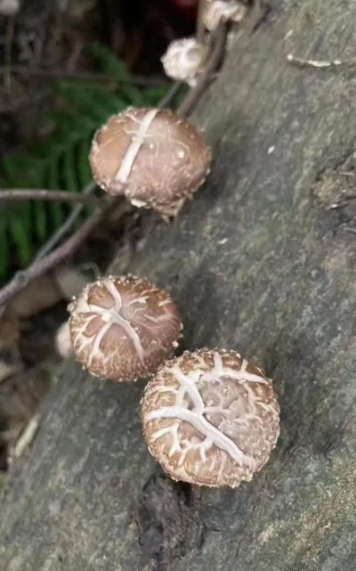 养花菇会有孢子吗