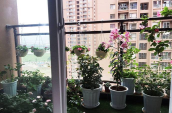 家庭养花用生根粉