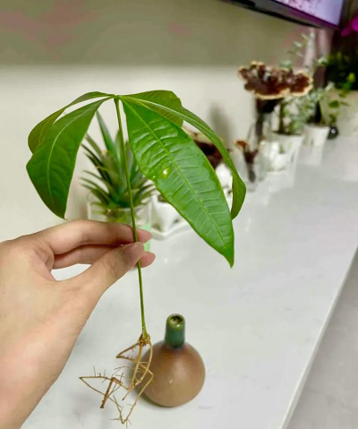 家庭养花用生根粉