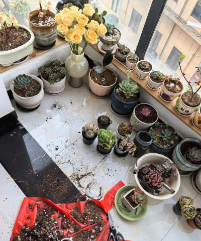 家庭养花用生根粉