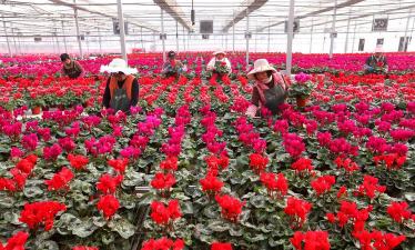 家庭养花用生根粉