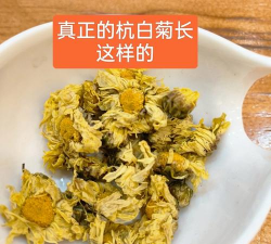 怎么过冬杭白菊