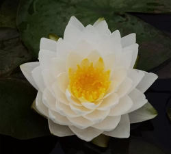 白仙子睡莲花量如何