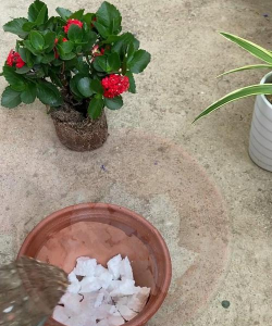 家庭养花用生根粉