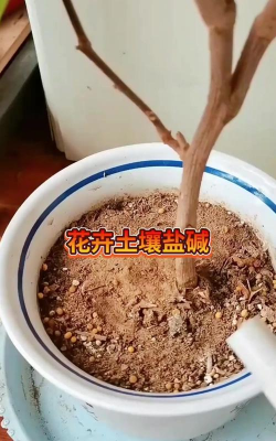 家庭养花用生根粉