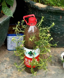 家庭养花用生根粉