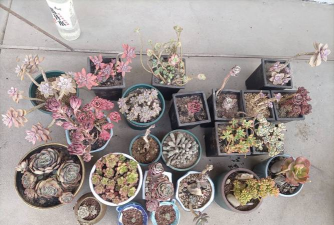 家庭养花用生根粉