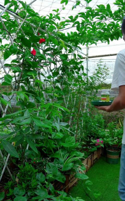 家庭养花用生根粉