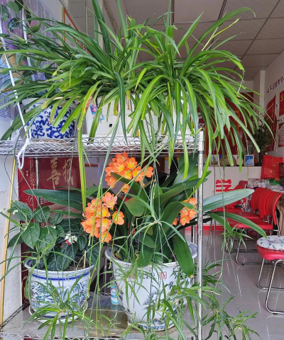 家庭养花用生根粉