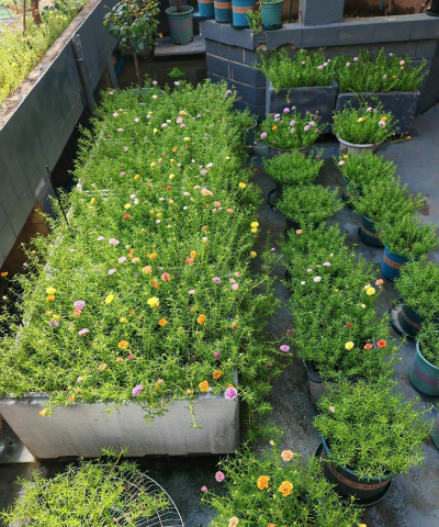 家庭养花用生根粉