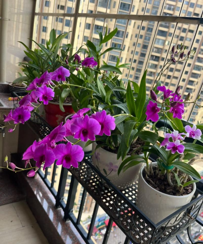 没药花园阳台养花文案