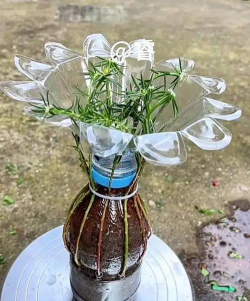 家庭养花用生根粉