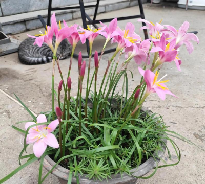 家庭养花用生根粉