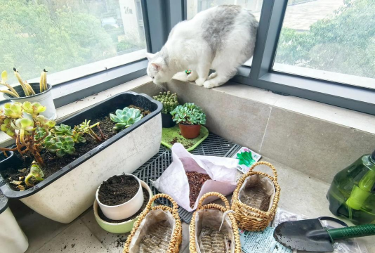 家庭养花用生根粉