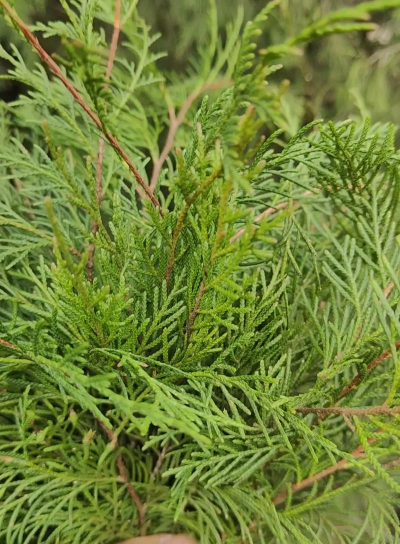 侧柏是什么植物